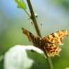 PAPILLON. ROBERT LE DIABLE curieux. Bord du canal. LISE JALOUX